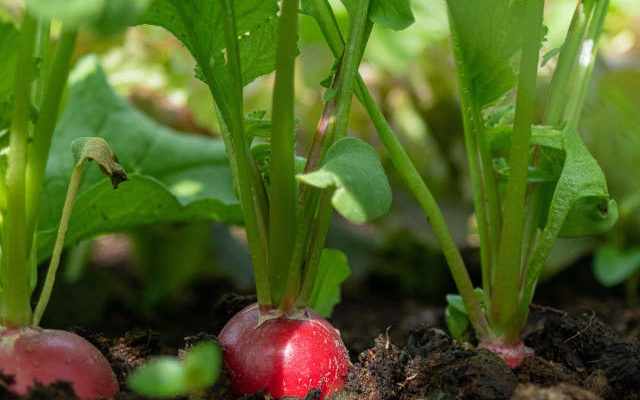 radishes in ground