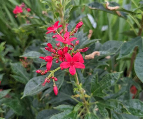 spicy jatropha plant