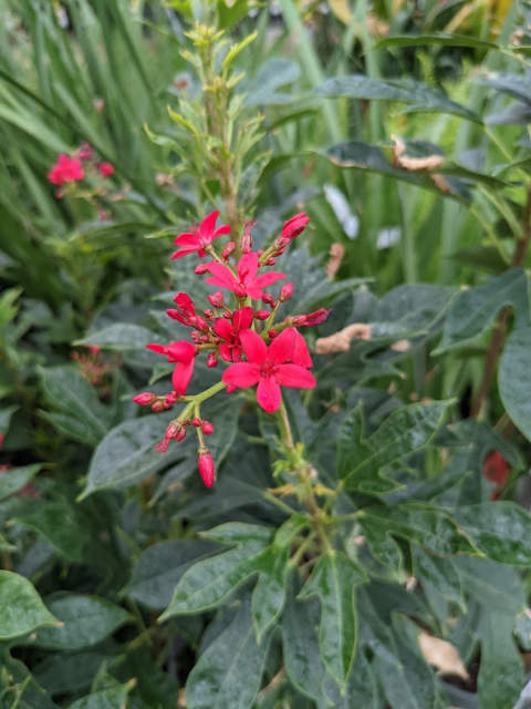 spicy jatropha plant