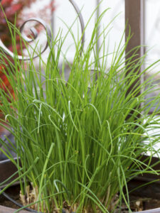 Chives grown in a container.