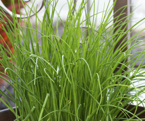 Chives grown in a container.