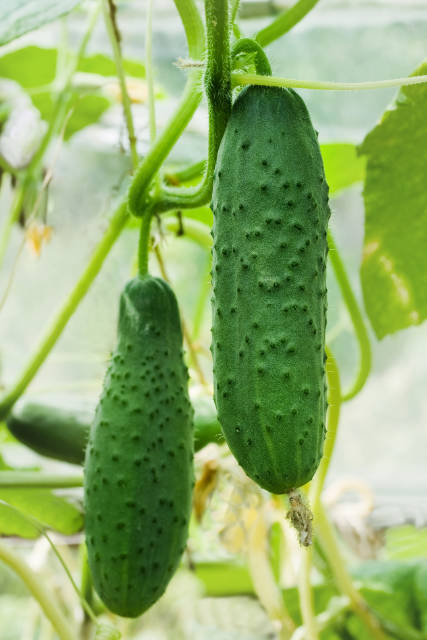 grow cucumbers in phoenix