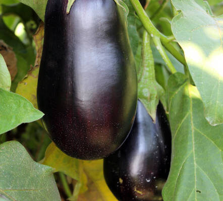 eggplants in garden
