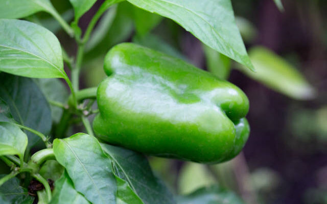 bell pepper in garden