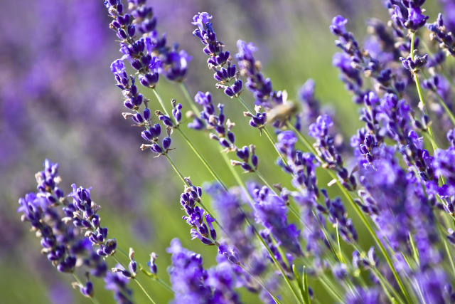 grow lavender in phoenix