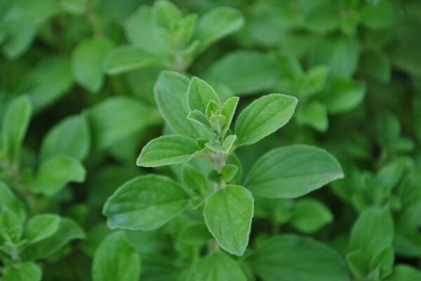 How to Grow Oregano in Gardening Zone 9b - Phoenix Gardening