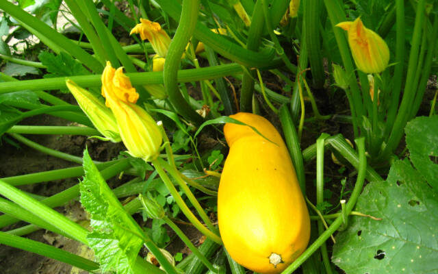 yellow squash in garden