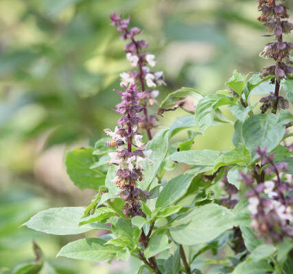 Flowers on Basil herb