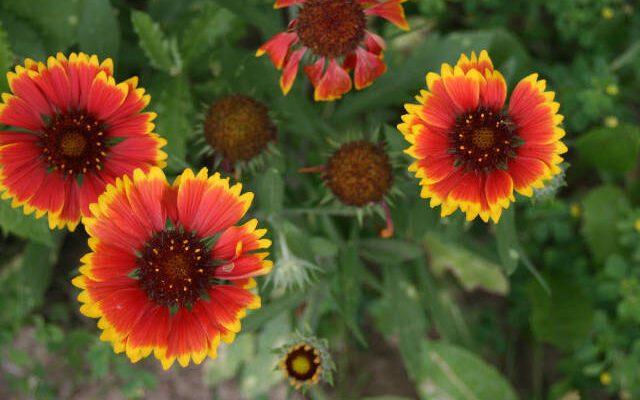 Blanket Flowers