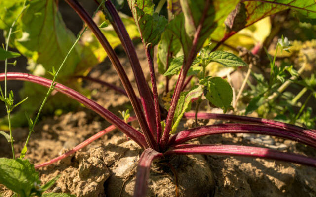 red beets for harvest