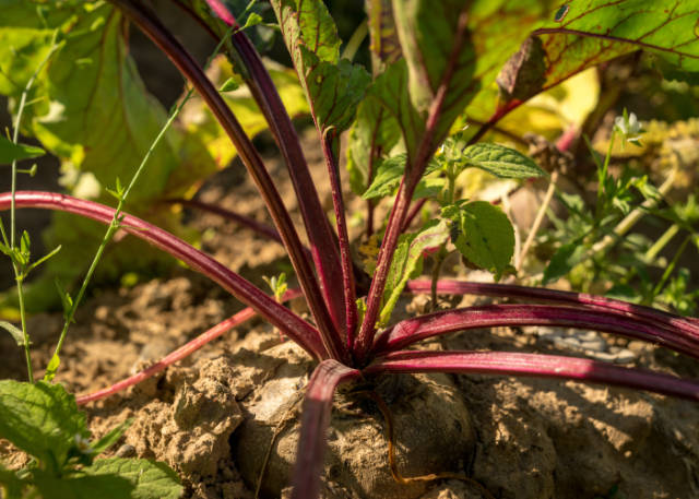 red beets for harvest