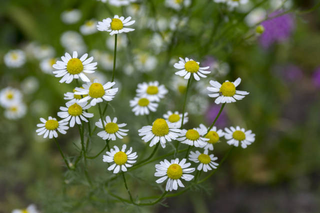 chamomile in bloom