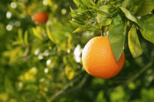 ripe orange on tree