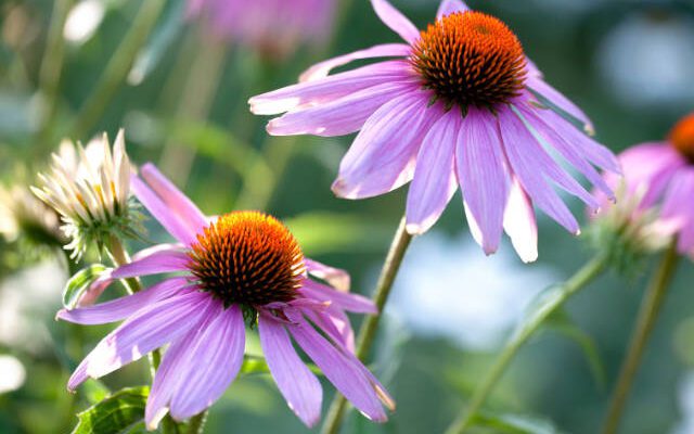 Echinacea flowers growing in the garden