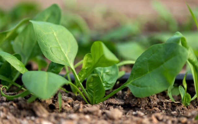 spinach in garden