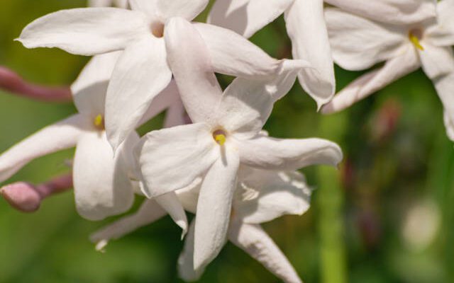 jasmine-vine-blooms