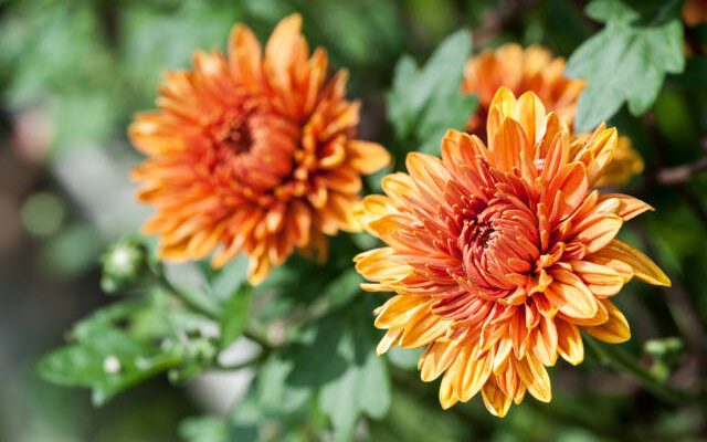 orange calendula flower