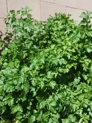 parsley