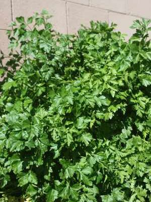 grow parsley