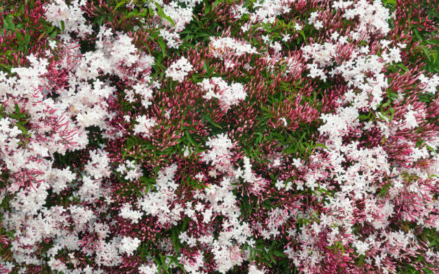 Jasminum polyanthum flowers