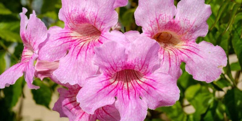 pink trumpet vine