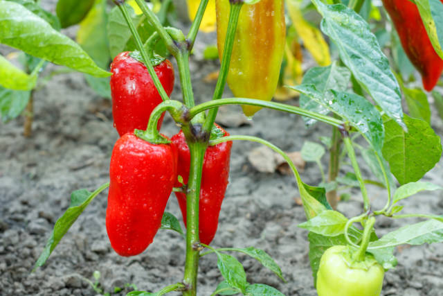 Growing peppers in phoenix