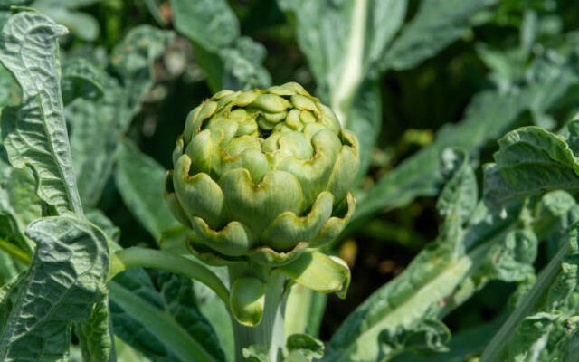 artichoke plant in garden