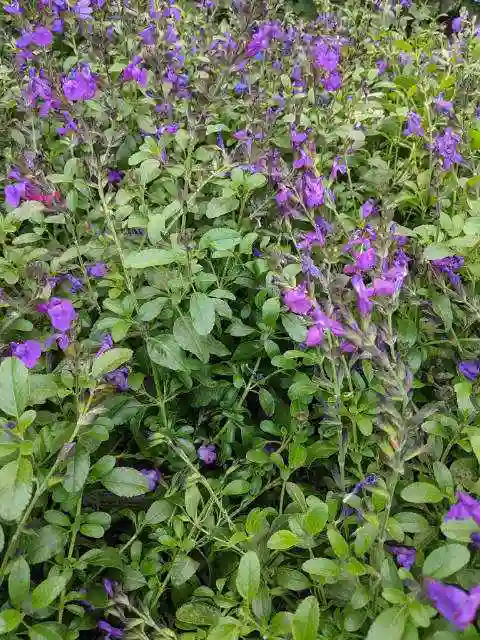 purple salvia