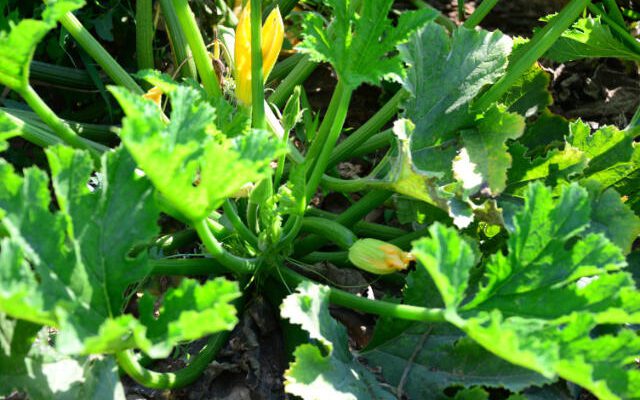zucchini plant