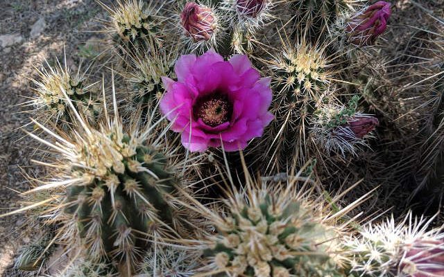 desert in bloom