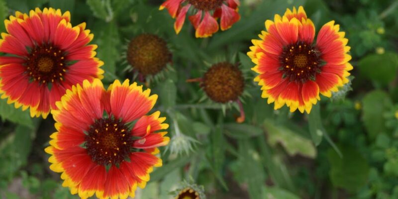 gaillardia blanket flowers