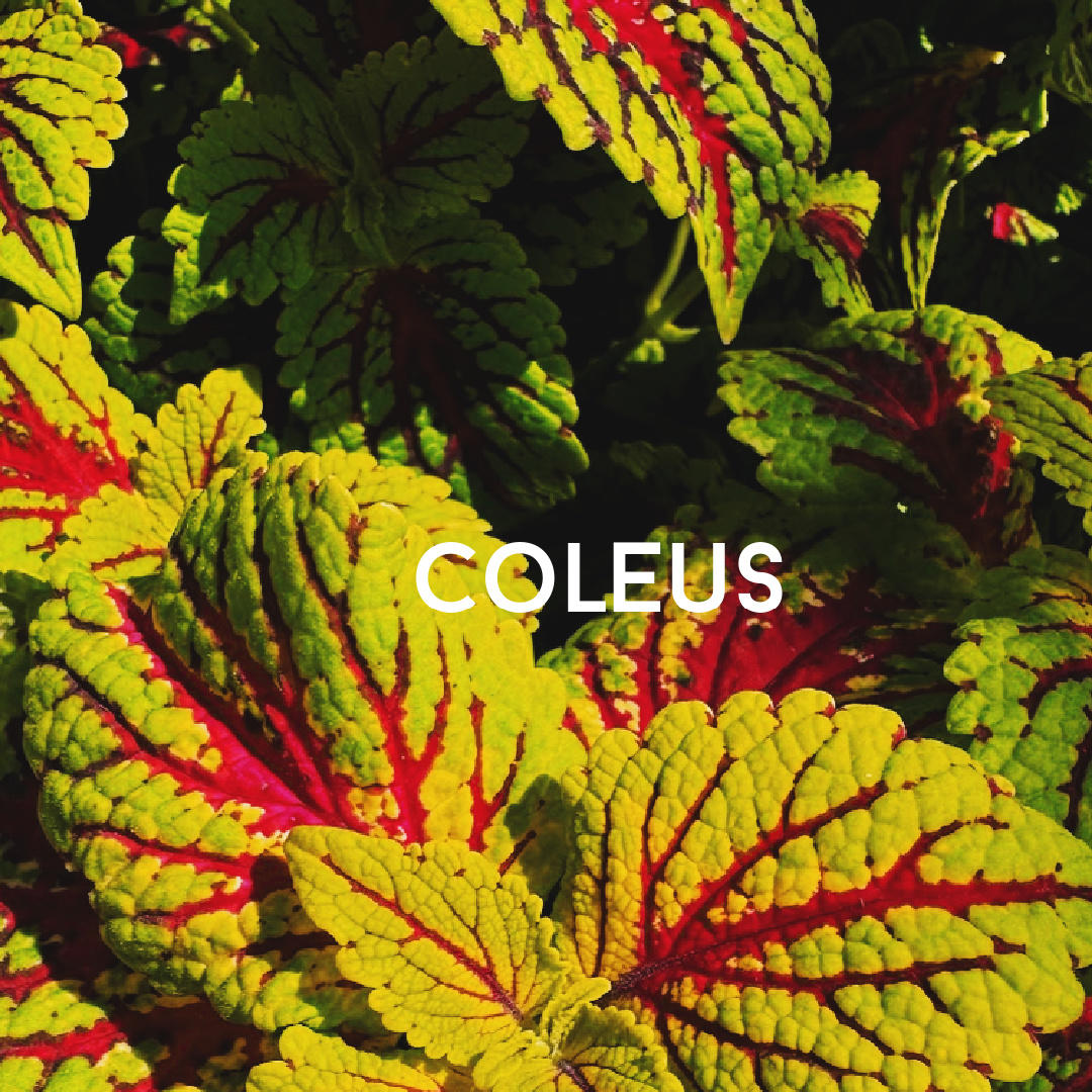 coleus plant