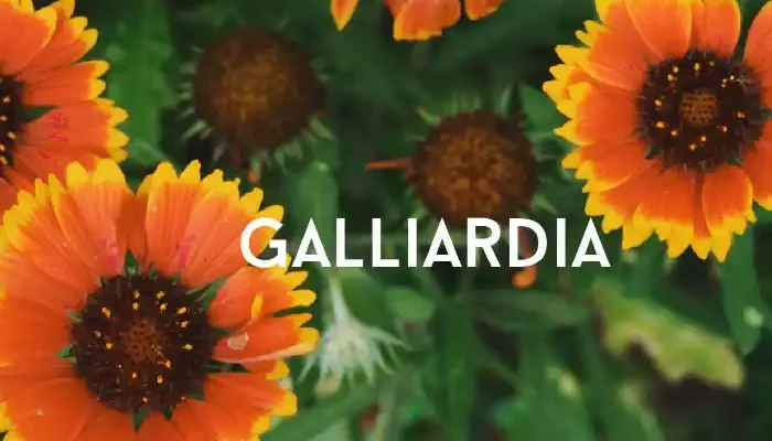 galliardia flowers