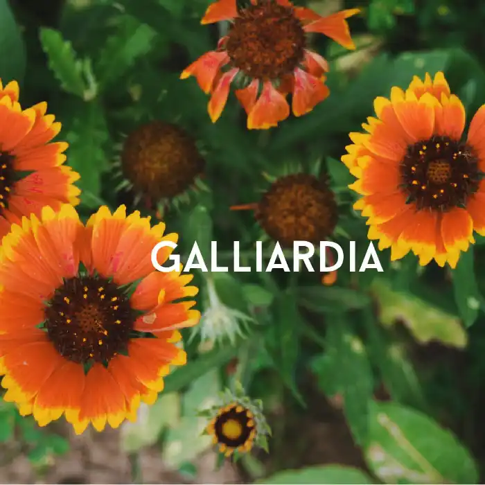 galliardia flowers