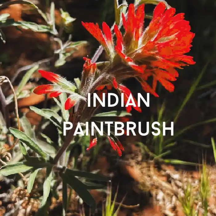 Indian Paintbrush