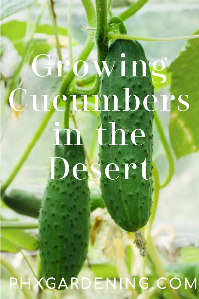 grow cucumbers in phoenix