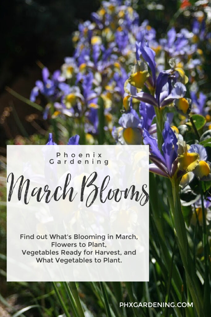Arizona Planting Guide For March