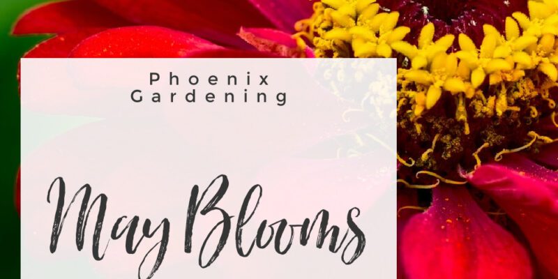phoenix garden may blooms