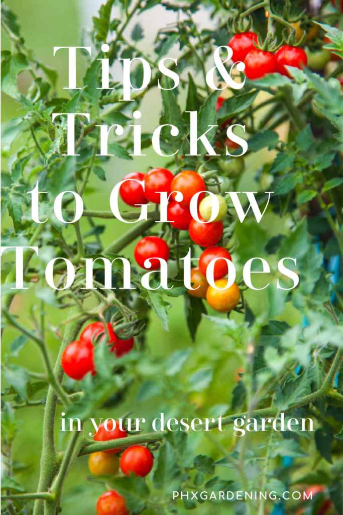 tips and tricks to grow tomatoes in the phoenix desert
