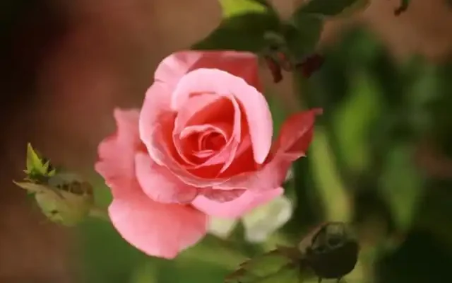 Queen Elizabeth Rose