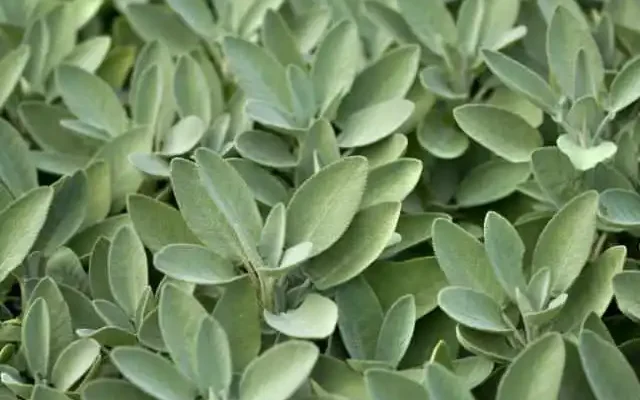 close up of culinary sage plant