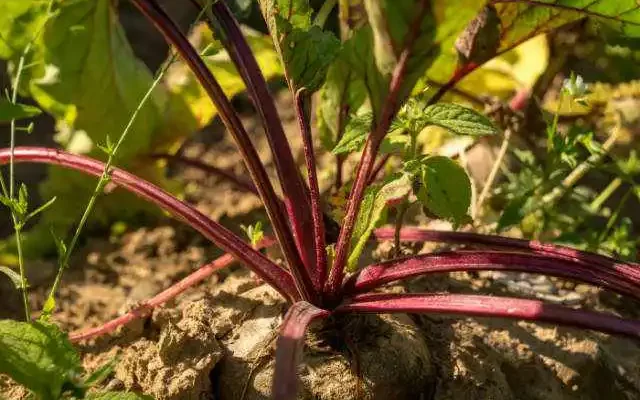 beets
