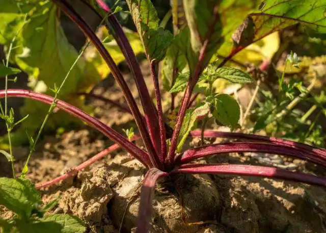 beets