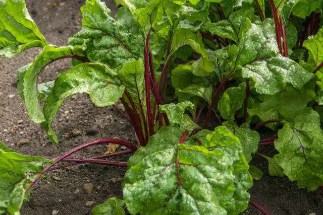beet plant