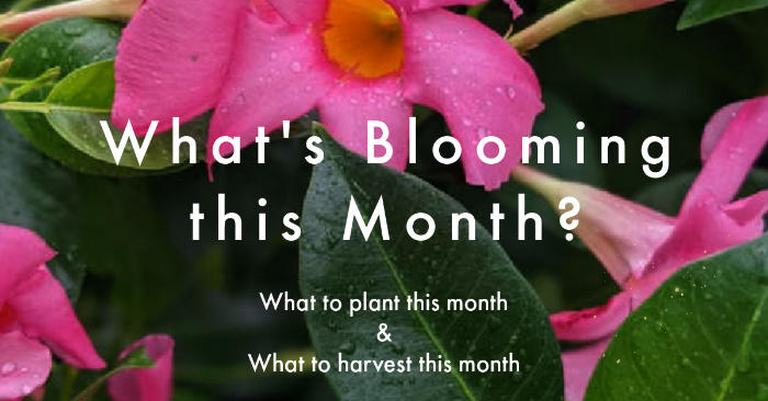 phoenix gardening - What's blooming this month?