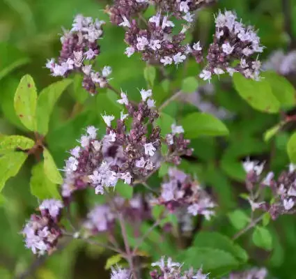 oregano flowering