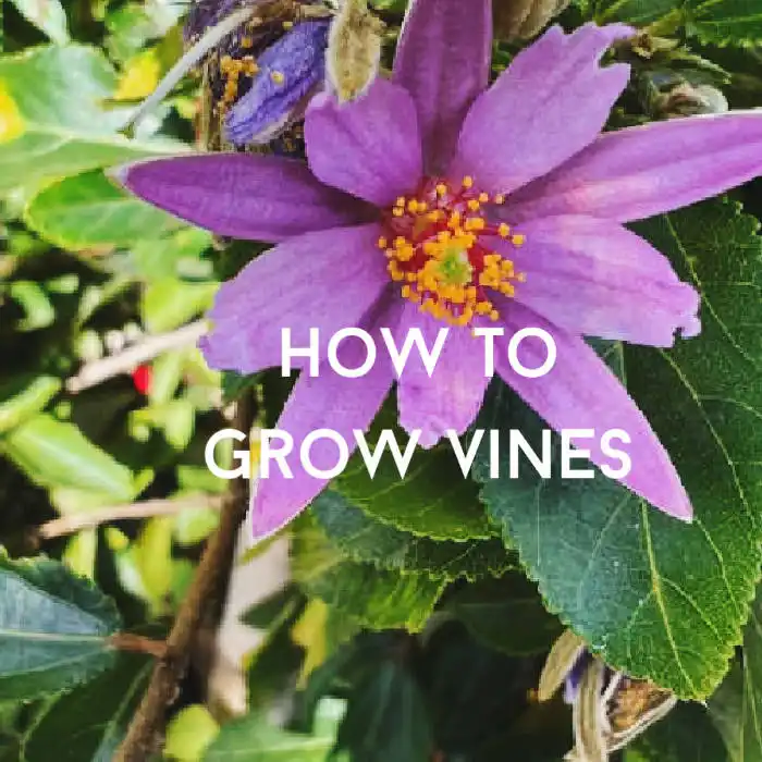how to grow vines