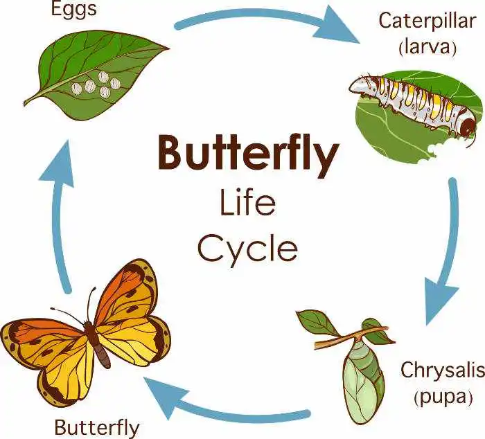 butterfly life cycle