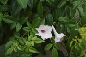 Pink Bower Vine Flower