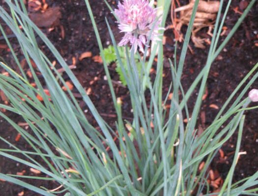 green onion flowering